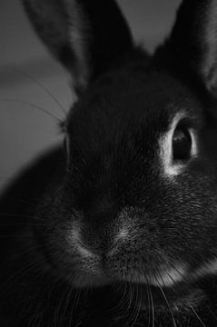 Zwart konijn close-up van Daniëlle Beckers