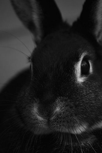 Gros plan lapin noir