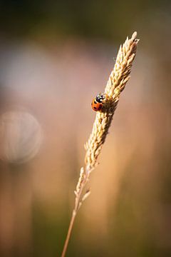 Ladybug climbs up by Winanda Winters