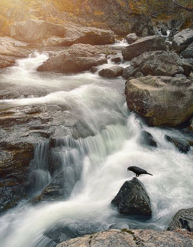 Der Rabe und der Wasserfall