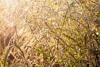 PANICUM VIRGATUM in de ochtend zon summerfeeling