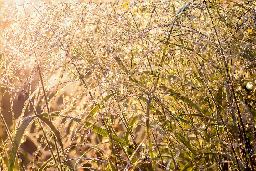 PANICUM VIRGATUM in the morning sun summerfeeling by Danny Hummel