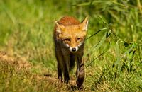 Curious young fox 2