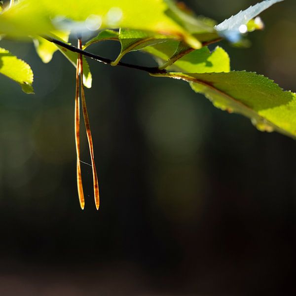 Liebe Natur von Sandra Blom