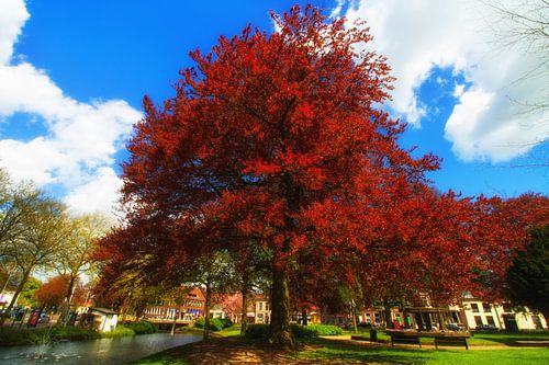 Herfst in het Kalverbos
