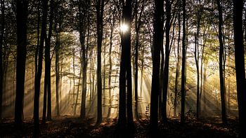Herbstsonne durch die Bäume