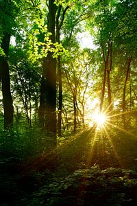 Idyllische zonsondergang in het bos van Günter Albers