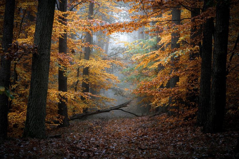 The magic of the autumn forest by Krzysztof Tollas