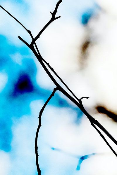 Magic branch by FRESH Fine Art