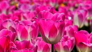 Tulpen Sinfonie op het veld  sur Bram van Broekhoven