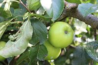 The green apple