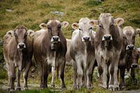 Meeting of cows in the Alps