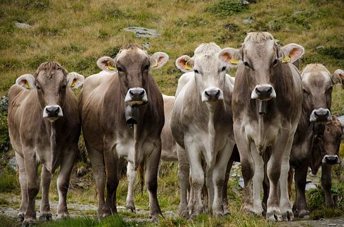 Vergadering van koeien in de Alpen