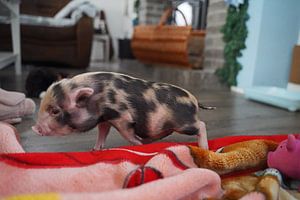 geschecktes Minischweinchen in Handaufzucht