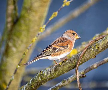 Close-up of a brambling by ManfredFotos