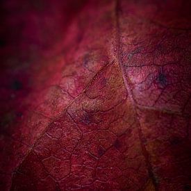 Feuilles d'automne rouges sur Jenco van Zalk