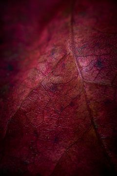 Rood herfstblad van Jenco van Zalk