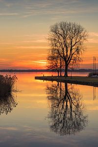 Baum am See