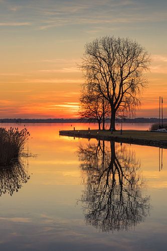 Un arbre au bord du lac
