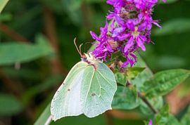 Brimstone butterfly by Merijn Loch