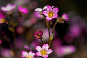 Close-up van de saxifrage