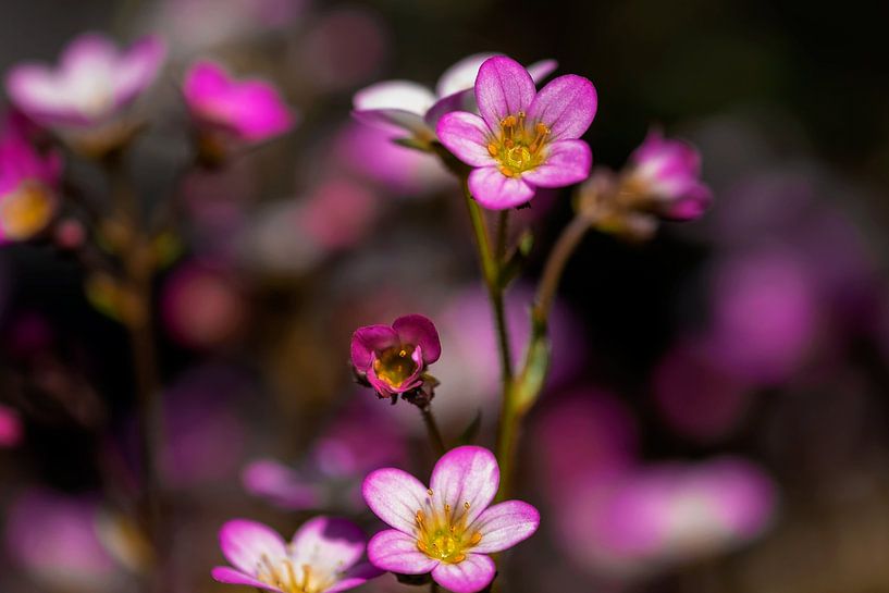 Close-up van de saxifrage van Ineke Huizing