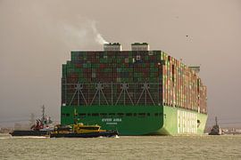 Containerschip Ever Aria op de Maasvlakte