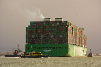 Le porte-conteneurs Ever Aria sur le Maasvlakte