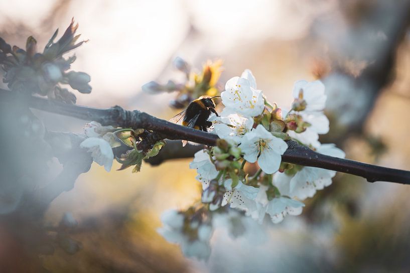 Soirée de printemps par Foto Oger