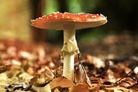 Vliegenzwam in de herfst