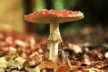 Vliegenzwam in de herfst van Frouwkje Fotografie