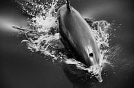 Rode Zee, Egypte - springende dolfijn von Robert-Jan van Lotringen Miniaturansicht