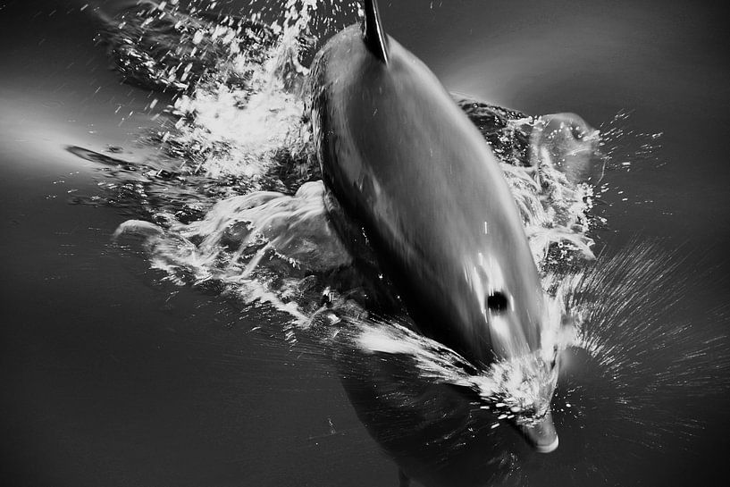 Rode Zee, Egypte - springende dolfijn von Robert-Jan van Lotringen