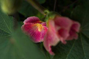 Rose trémière rose 
