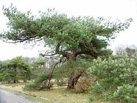 Arbre