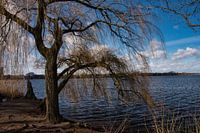 De boom op de Alster.