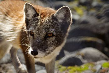 Polarfuchs in Schweden