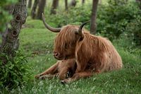 Schotse Hooglander