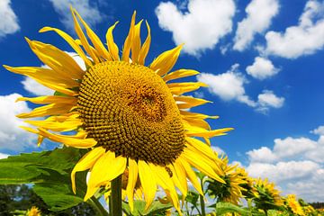 Tournesol sur Frank Herrmann