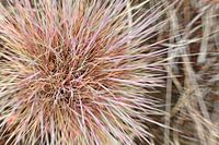 beautiful nature 1 / detail of a colourful plant