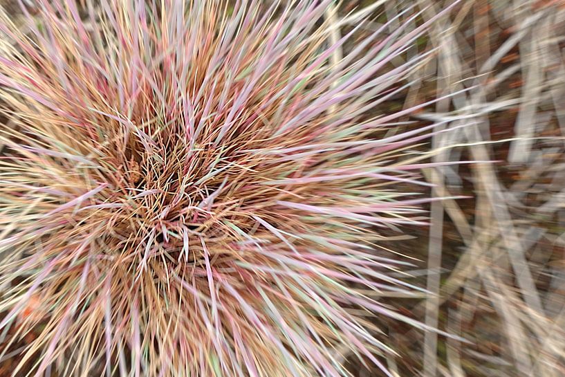 schöne Natur 1 / Detail einer bunten Pflanze von Studio Miandala