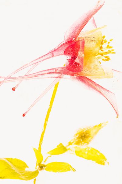 Columbines in ice 2 by Marc Heiligenstein
