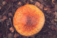 Mushrooms by Autumn morning