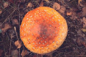 Mushrooms by Autumn morning van Léonie Spierings