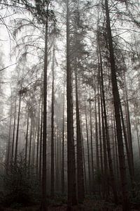Ein verwunschener Wald