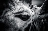 Giraffe in zwart / wit van Michiel ter Elst thumbnail