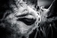 Giraffe in zwart / wit