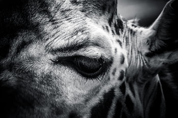 Giraffe in zwart / wit