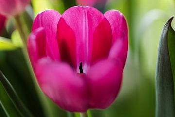 Je bent niet alleen tulp, maar wel alleen op beeld van Jolanda de Jong-Jansen