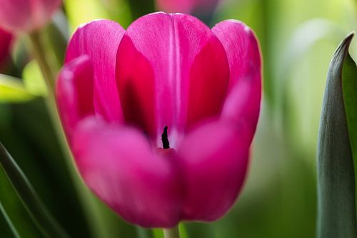 Je bent niet alleen tulp, maar wel alleen op beeld